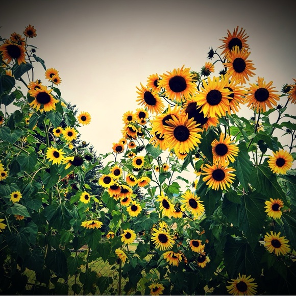 Meet your Posher, Jana - Picture 2 of 2